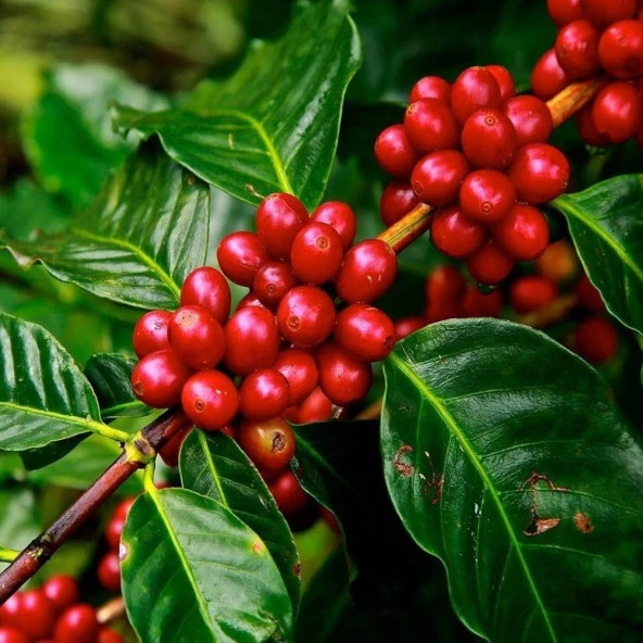 Sınırlı Sayıda Arabica Kahve Fidanı (Tüplü, Büyük Boy) ürün görseli 1