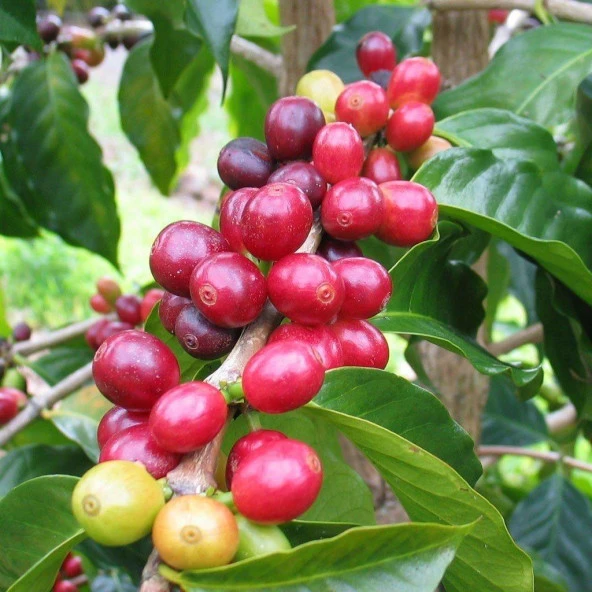 Sınırlı Sayıda Arabica Kahve Fidanı (Büyük Boy, Tüplü) ürün görseli 1
