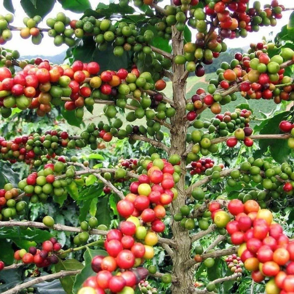 Sınırlı Sayıda Rabusta Kahve Fidanı (Büyük boy, Tüplü) ürün görseli 1