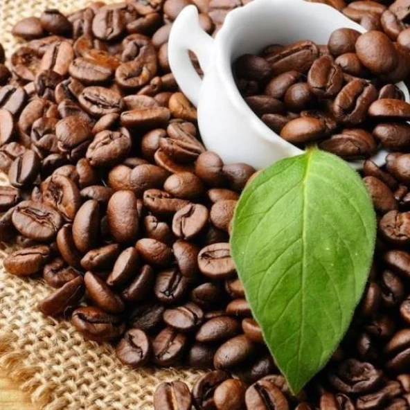 Sınırlı Stok Rabusta Kahve Fidanı (Büyük Boy, Tüplü) ürün görseli 1
