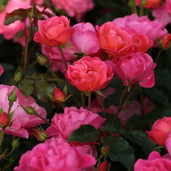 Tüplü Multi Goncalı Kordes Maxi Vita Yediveren Gül Fidanı ürün görseli 1