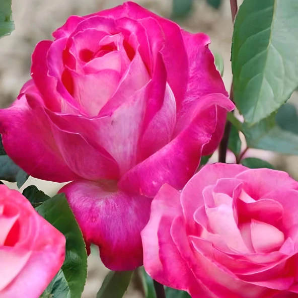 Tüplü  Aşılı Rose Dot Pembe Beyaz Yediveren Kokulu Gül Fidanı ürün görseli 1