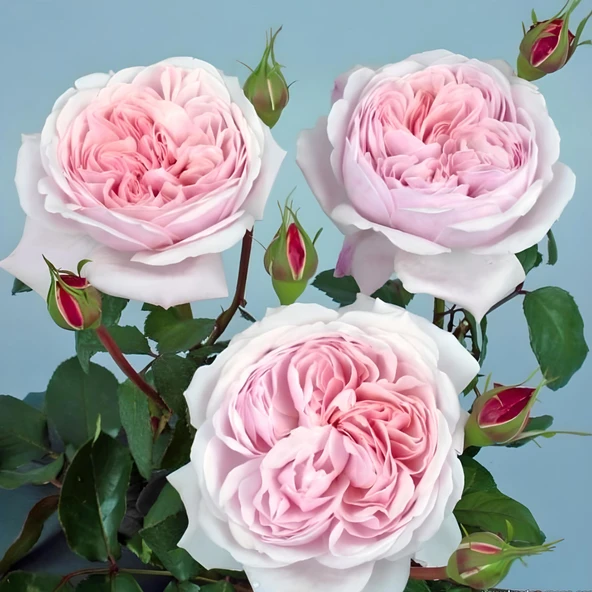 Tüplü Katmerli Kordes Rosen Sweet Antike Yediveren Gül Fidanı ürün görseli 1