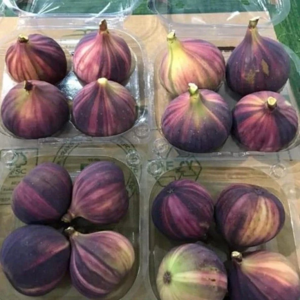 Tüplü İri Meyveli Çilek Aromalı Tiger Fig  İncir Fidanı ürün görseli 1