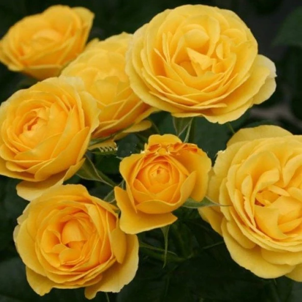 Tüplü Kordes Rosen Yediveren Katmerli Sunbeam Sarı Renkli Yediveren Gül Fidanı ürün görseli 1
