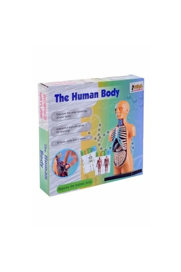 Asya Human Body Kutulu İnsan Vücudu 3305 ürün görseli 1