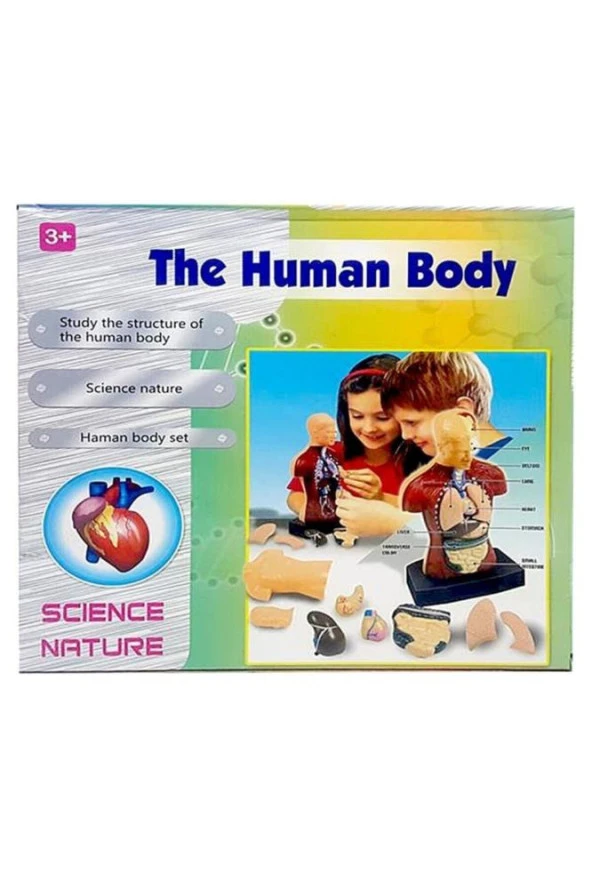 Human Body Kutulu İnsan Vücudu 3301 ürün görseli 1