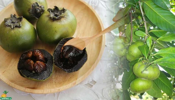 BLACK SAPOTE (ÇİKOLATA MEYVESİ) YAŞ 2,BOY 100-120 CM ürün görseli 1