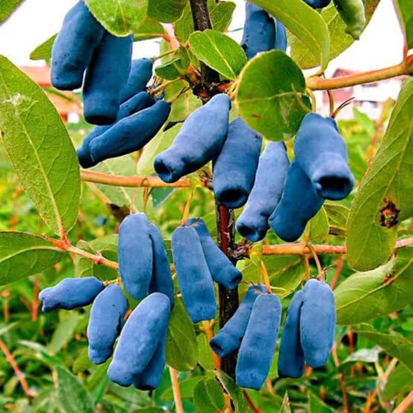Saksıda meyve veren Honeyberry (Bal yemişi) Fidan yaş 2 boy 50-70 cm ürün görseli 1