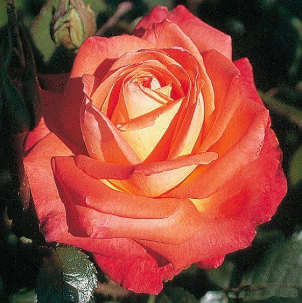Tüplü Koleksiyonluk Yediveren Königin Der Rosen Kokulu Gül Fidanı ürün görseli 1