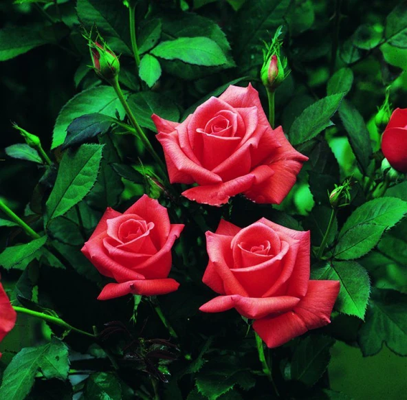 Tüplü Kordes Lady Rose Kokulu Gül Fidanı ürün görseli 1
