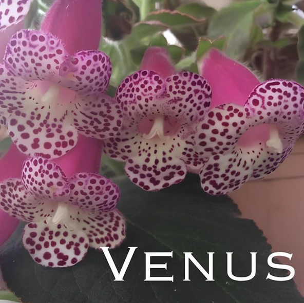Koleksiyonluk Venüs  Kohleria Japon Küpelisi Çiçeği Fidesi (Mini Saksıda) ürün görseli 1