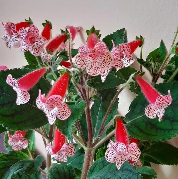 Rd's Birka Kohleria Japon Küpelisi Çiçeği Fidesi (Mini Saksıda) ürün görseli 1