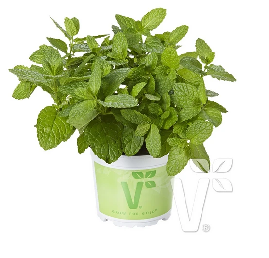 Geniş Yapraklı Hızlı Gelişen Garden Mint Bahçe Nanesi Fidesi (2 adet) ürün görseli 1