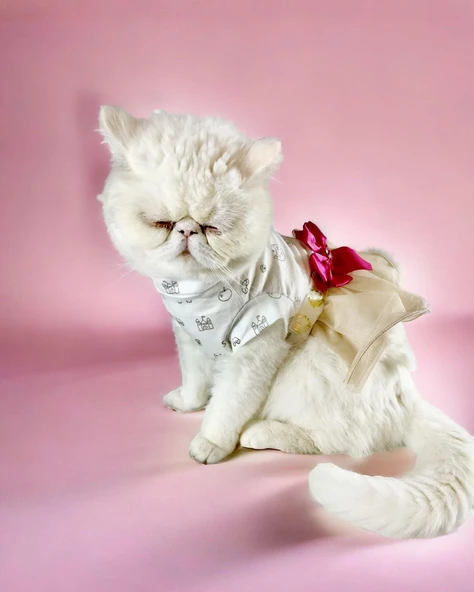 Creamy Fuschia Tütülü Kedi Elbisesi, Kıyafeti Tutu ürün görseli 1