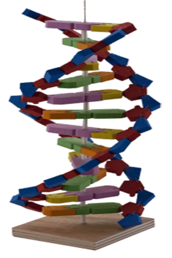 Dna Modeli Yapalım Deney Seti - Resim 2