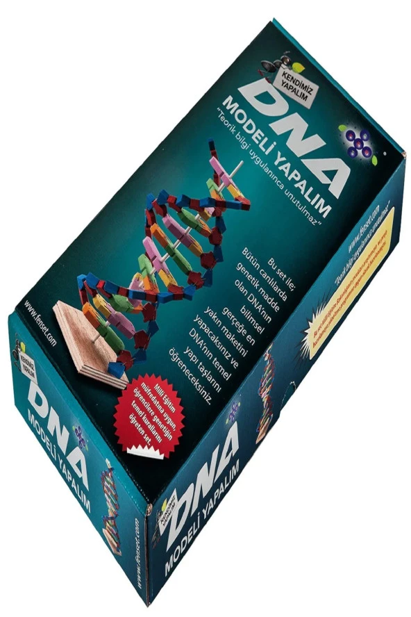 Dna Modeli Yapalım Deney Seti - Resim 4