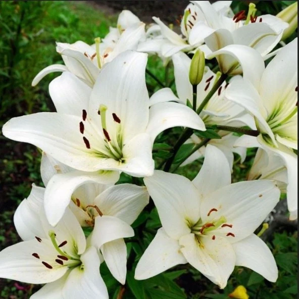 Lily Oriental White Kokulu Beyaz Çiçekli Zambak Soğanı  (1 Aadet ) ürün görseli 1