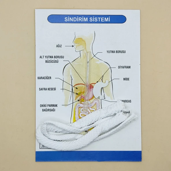 Sindirim Sistemi Modeli Deney Seti ürün görseli 1