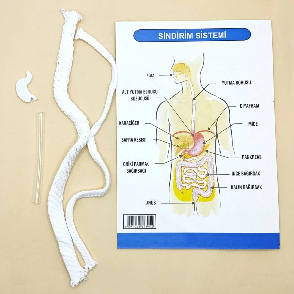 Sindirim Sistemi Modeli Deney Seti - Resim 2