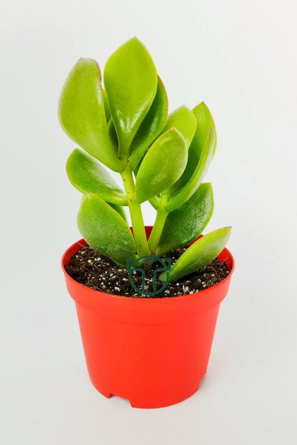 Para çiçeği para ağacı yeşim bitkisi büyük boy Crassula Portulacea bolluk bereket çiçeği ürün görseli 1