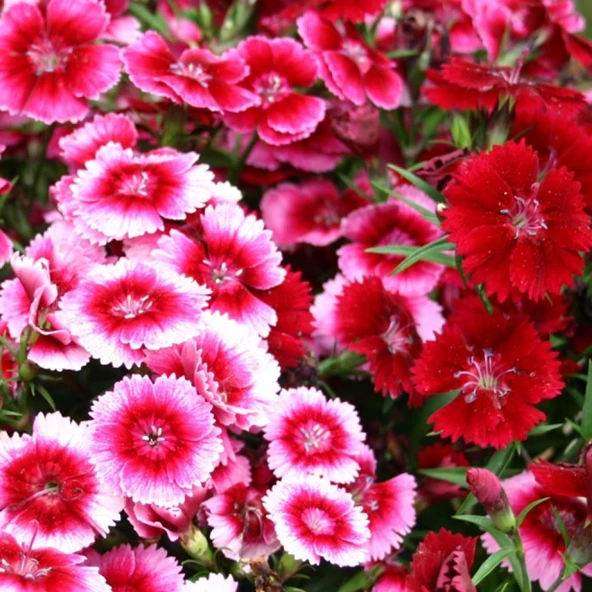 ÇİN KARANFİLİ Tohumu Yerli Dianthus chinensis 100 adet ürün görseli 1