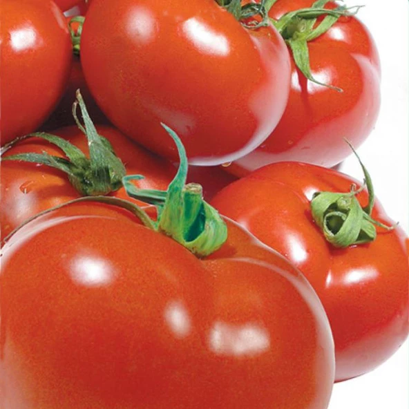 DOMATES Tohumu Yerli SC-2121 3 gram ürün görseli 1