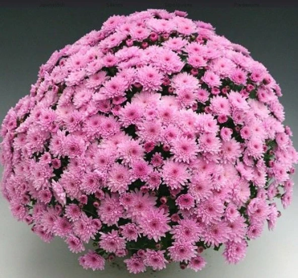 Özel Seri Branfountain Pink Kasımpatı Krizantem Çiçeği Fidesi (1 Adet) ürün görseli 1