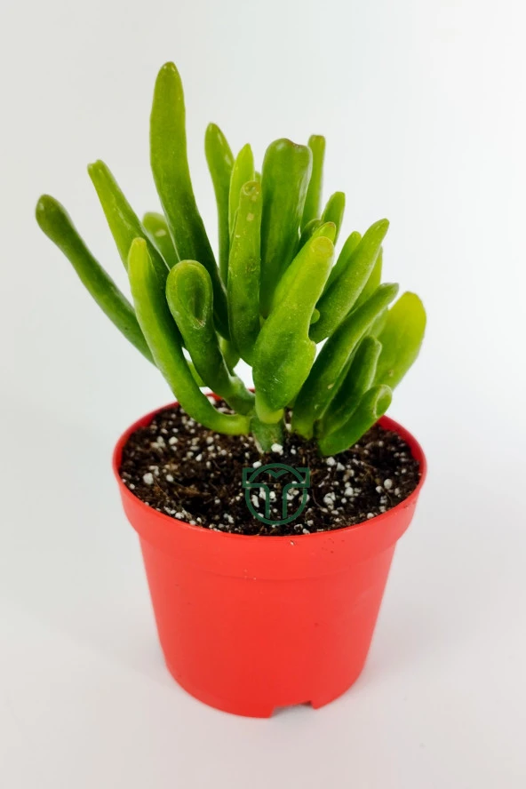 Shrek kulağı sukulent Crassula Ovata Gollum para ağacı şirek kulağı 8.5 cm kırmızı saksıda ürün görseli 1