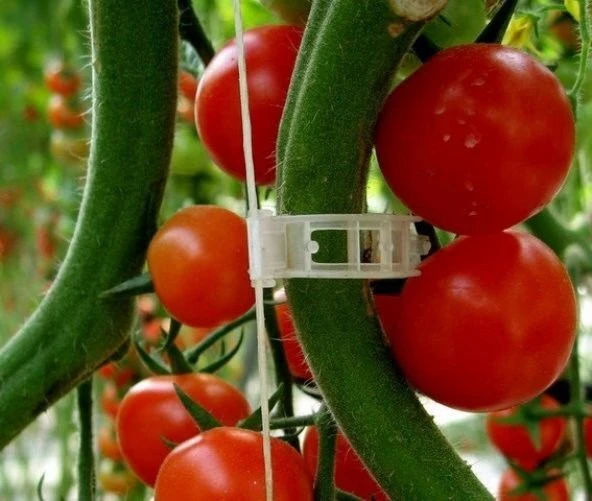 150 Adet Şeffaf Domates, Sarmaşık Klipsi Bitki Klipsi ürün görseli 1