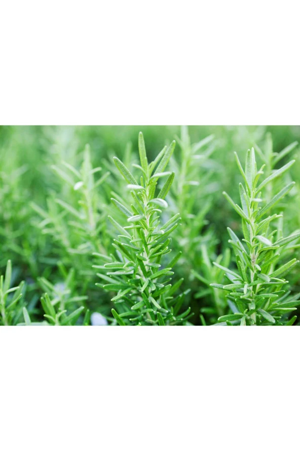 Taze Biberiye(AĞAÇTAN YENİ TOPLANMIŞ) (50 GR) Fresh Rosemary ürün görseli 1