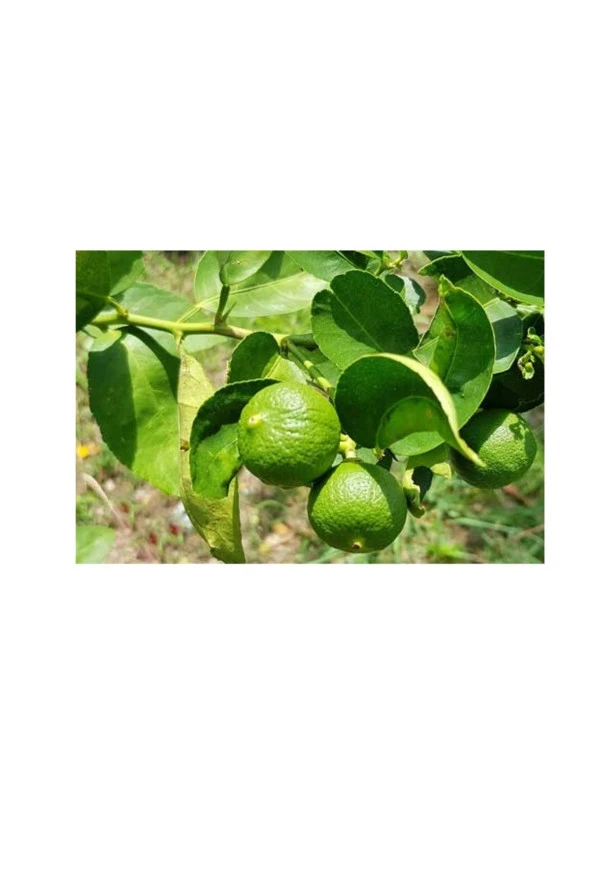Lime Yaprağı (50gram) ürün görseli 1