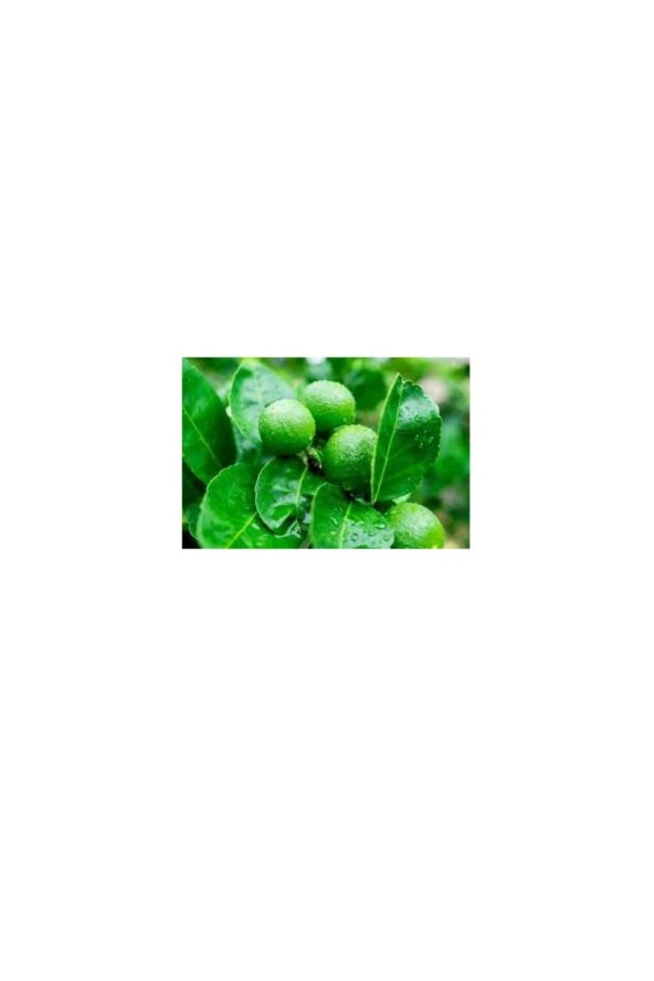 Lime Yaprağı (50gram) - Resim 3