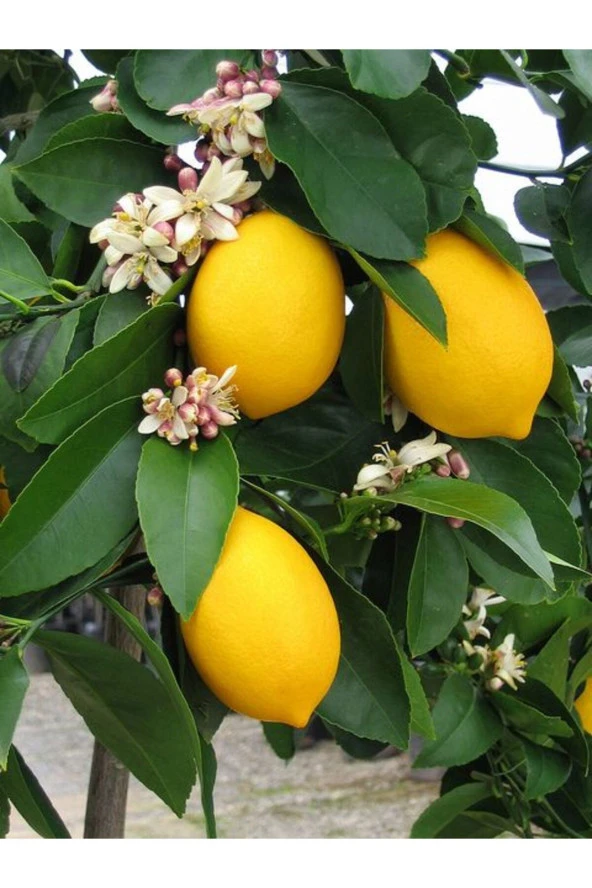 Taze Dalından Organik Limon Yaprağı 75 gram ürün görseli 1