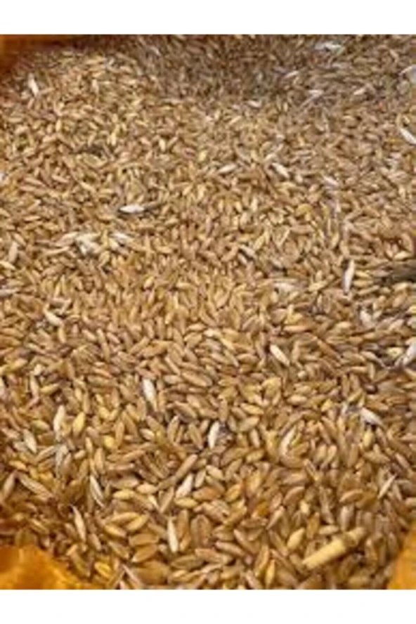 Kara Kılçık Atalık Tohum Karakılçık Buğday750 gr ürün görseli 1