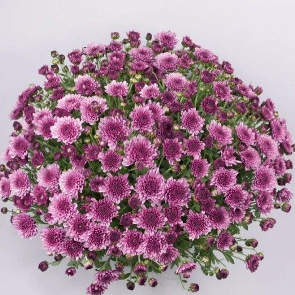 Özel Çeşit Branfountain Purple Kasımpatı Krizantem Çiçeği Fidesi (1 Adet) ürün görseli 1