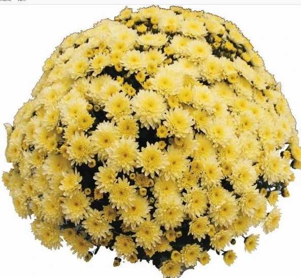 Özel Çeşit Branfountain Lemon Kasımpatı Krizantem Çiçeği Fidesi (1 Adet) ürün görseli 1
