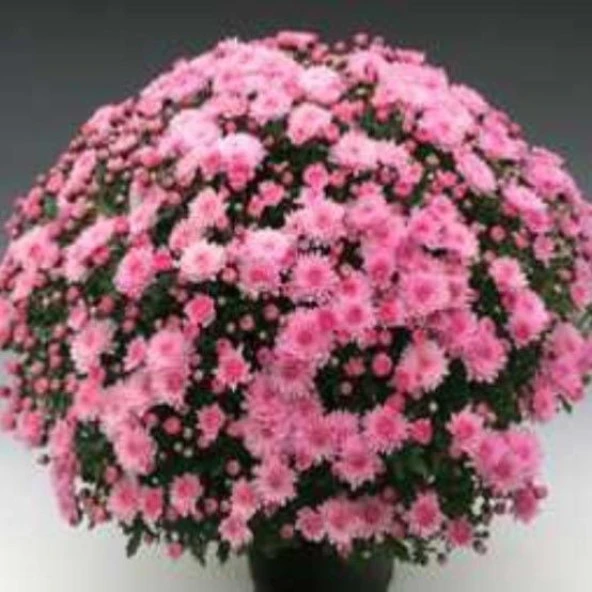 Özel Çeşit Branperfect Pink Kasımpatı Krizantem Çiçeği Fidesi (1 Adet) ürün görseli 1