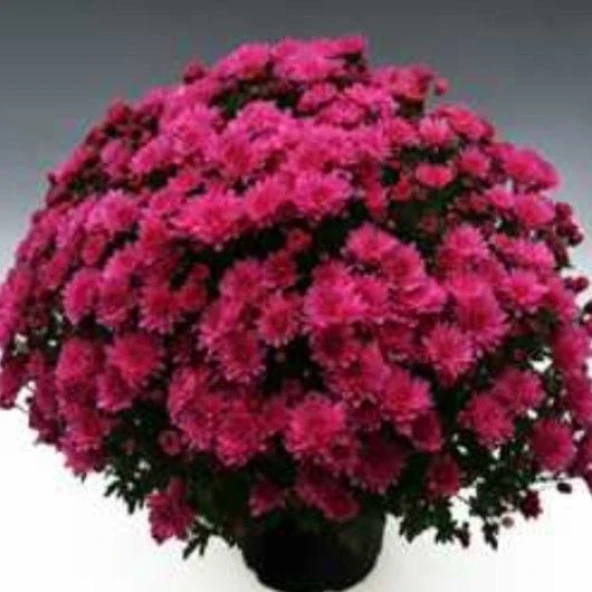 Özel Çeşit Branperfect Purple Kasımpatı Krizantem Çiçeği Fidesi (1 Adet) ürün görseli 1