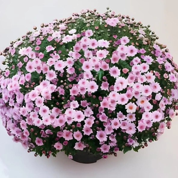 Özel Çeşit Bransmart Pink Kasımpatı Krizantem Çiçeği Fidesi (1 Adet) ) ürün görseli 1