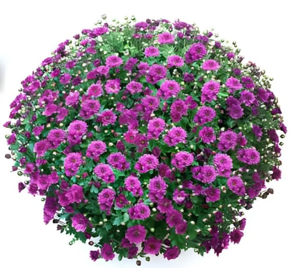 Özel Çeşit Bransmart Purple Kasımpatı Krizantem Çiçeği Fidesi (1 Adet) ürün görseli 1