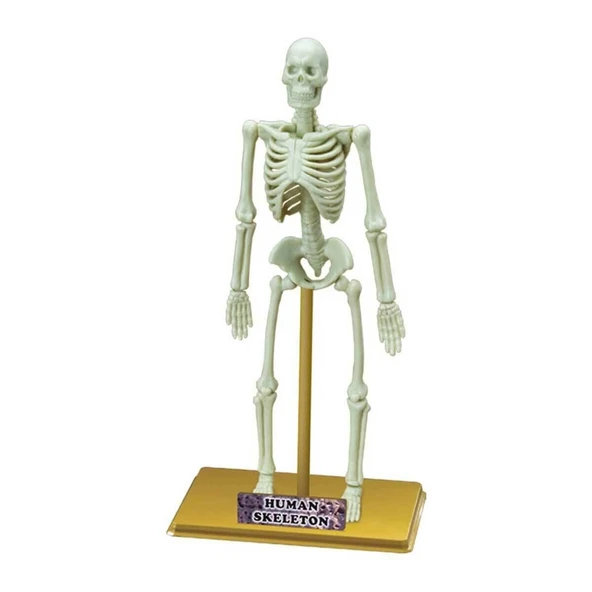 Bilim Seti : İnsan İskeleti - S00028206 - Resim 2