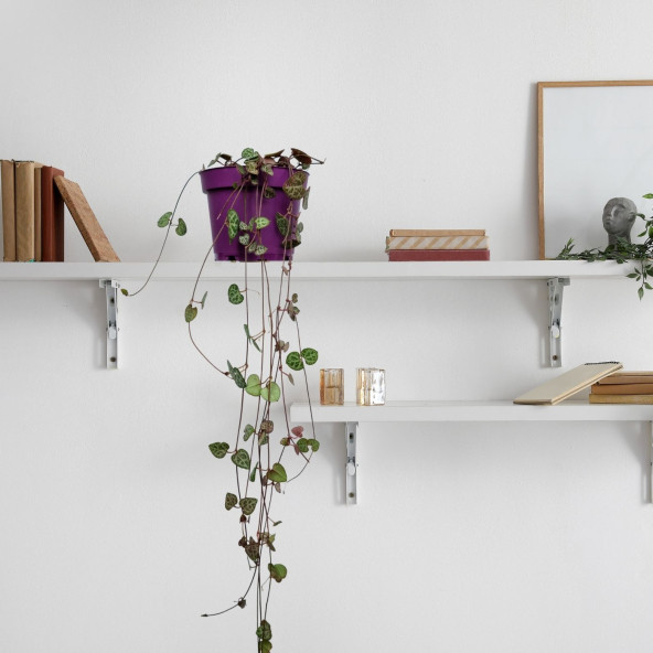 Eget Kalp Kalbe Karşı Çiçeği (Ceropegia Woodii)-Mor saksılı ürün görseli 1