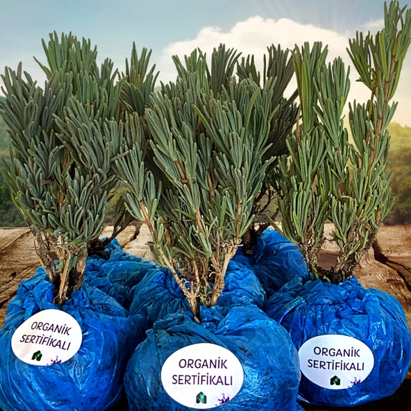 EGET Organik Lavanta Fidesi 24 adet ürün görseli 1