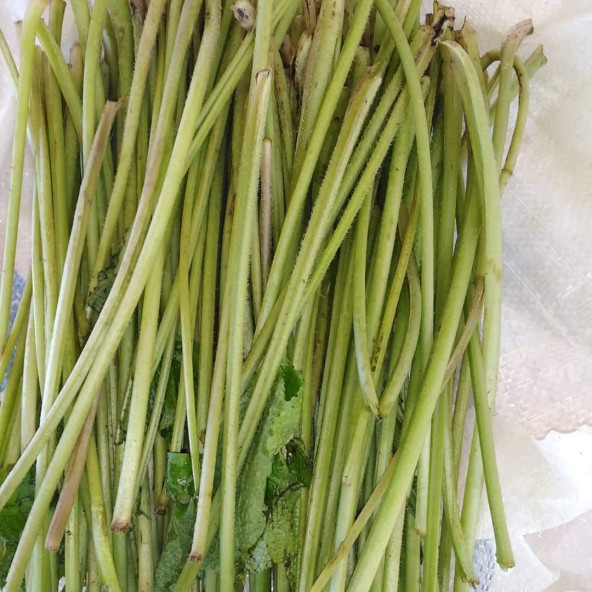 250 Gram Hodan-Kaldirik-Ispıt Otu Sapı - Resim 2