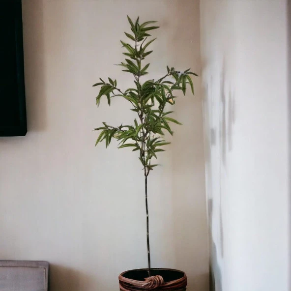 T.Concept Dekoratif Yapay Bambu Dal 160 cm 1 Adet - Resim 3