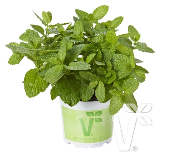Geniş Yapraklı Hızlı Gelişen Garden Mint Bahçe Nanesi Fidesi (2 adet) ürün görseli 1