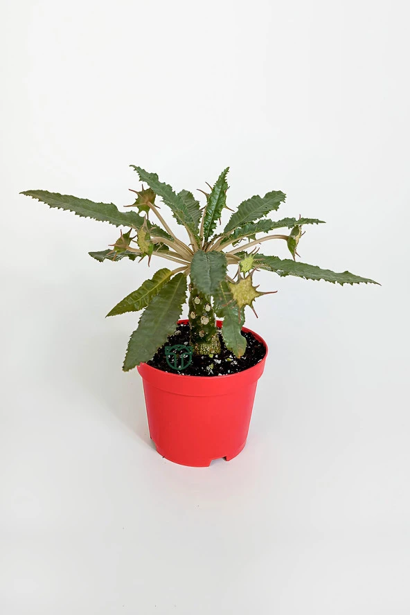 Dorstenia Foetida özel tür nadir ilginç sukulent 8.5 cm kırmızı saksıda ürün görseli 1