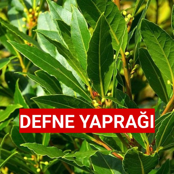 Dalından İlaçsız Gübresiz 150 Gram Yaş Taze Defne Yaprağı ürün görseli 1