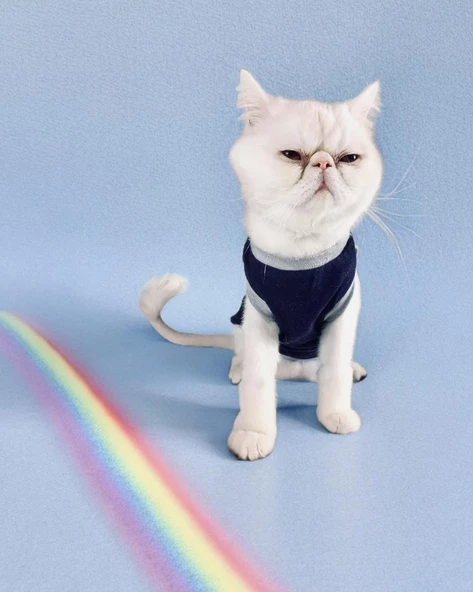 Navy Sports Atlet Kedi Kıyafeti Kedi Elbisesi ürün görseli 1